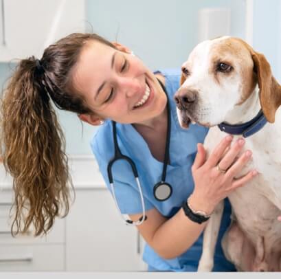 A veterinarian working with a dog.